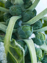 USA SELLER 500 Brussels Sprouts Seeds Long Island Improved Fast Shipping - $16.27