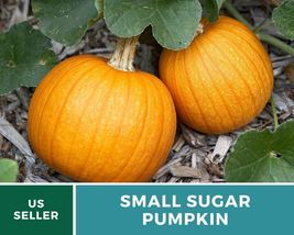 15 Pumpkin Small Sugar Seeds Cucurbita pepo Heirloom Vegetable Compact and Sweet - £12.32 GBP