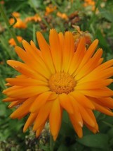 Sale 50 Seeds Radio Marigold English Calendula Officinalis Orange Yellow Flower  - £7.89 GBP