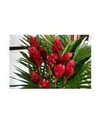 Red Ginger Starter Plant Hawaiian  2 Pack #FA2 - £62.81 GBP