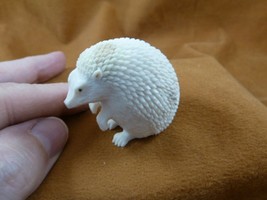 Hed-w10 little white Hedgehog shed moose ANTLER figurine Bali detailed c... - $155.67