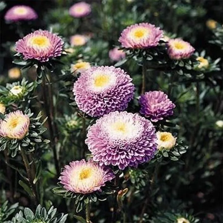 Aster Pompon Light Blue 50 Seeds Seller US - $9.70