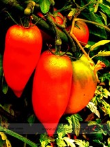 SL &#39;Opalka&#39; Organic Polish Heirloom Tomato Seeds, Professional Pack, 100 Seeds / - $0.90