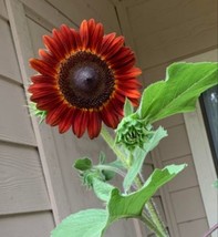 BPA 20 Velvet Queen Sunflower Seeds From US - £6.72 GBP