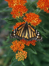 US Seller 100 Butterfly Milkweed Seeds Asclepias Tuberosa Butterfly Hummingbird - £7.16 GBP