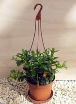4&quot;Hanging Basket Goldfish Plant Live Flowers Blooms Indoor Outdoor Garden Gift - £43.93 GBP