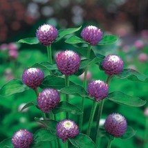 Gomphrena Atomic Purple, 25 Seeds R - £11.20 GBP