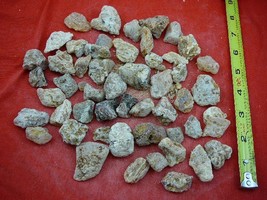 (k-4013) 200 g Rare Kauri tree Gum chips copal Amber New Zealand Tane Mahuta - £98.91 GBP