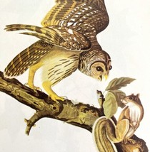 Barred Owl Bird 1946 Color Art Print John James Audubon Nature DWV2F - £31.69 GBP