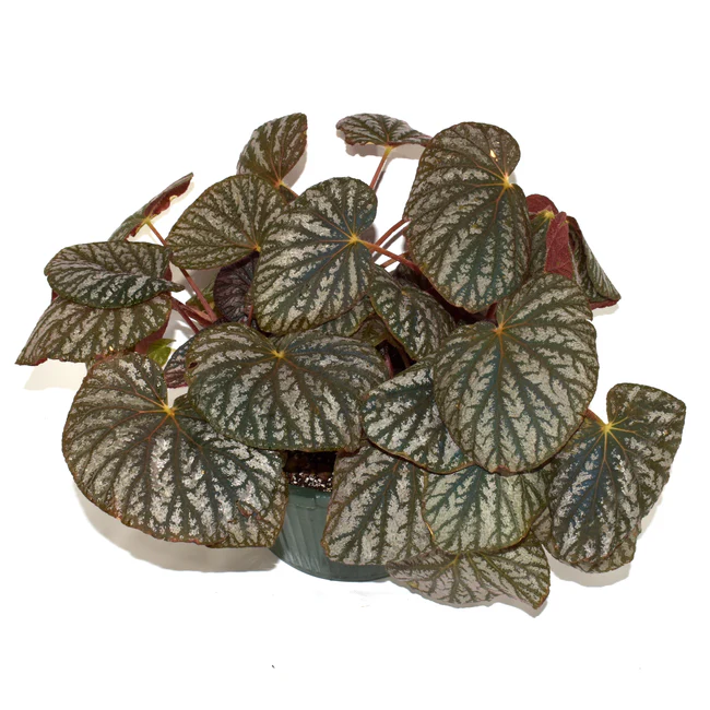 CLK Begonia U501 3.5 Inch Pot USA Seller - $29.98