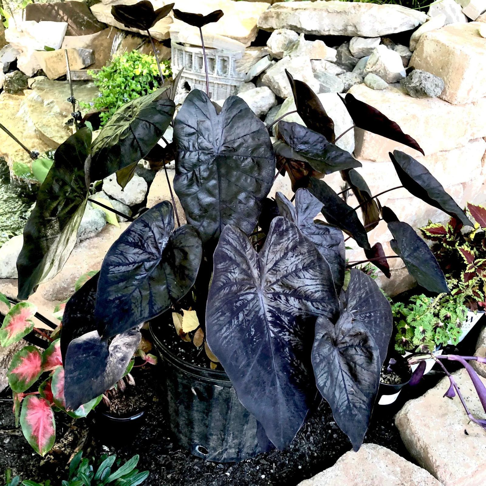Item image 7