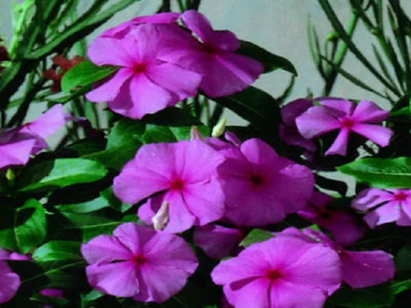 50 Vinca Seeds Sunsplash Grape Seeds Fresh New - £8.59 GBP