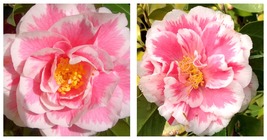 HERME PINK Bicolor Bloom Camellia Japonica Live Starter Plant Pink &amp; Whi... - £43.12 GBP