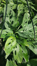 Monstera Swiss Cheese Plant -  1 PLANT 2 to 3 leaves - £13.50 GBP