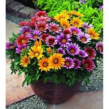 TH 30 Seeds Gazania Frosty Kiss  Mix Flower Seeds / Drought-Tolerant Reseeding A - £12.00 GBP