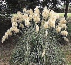 Fresh Silver Plume Pampas Grass 100 Seeds Cortaderia US Seller - £17.38 GBP