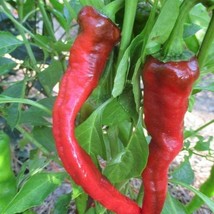 Hot Portugal Pepper Seeds Organic US Fast Shipping - $37.22 MXN