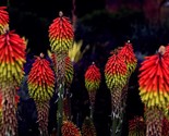 Florist Choice! Red Hot Poker {Kniphofia uvaria} Showy Cutting 30+ seeds - $4.19