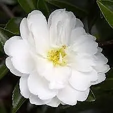 Camellia Sasanqua Mine-No-Yuki Extra Large 3 Gallon Plants White - $104.69