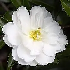 Camellia Sasanqua Mine-No-Yuki Extra Large 3 Gallon Plants White - £78.25 GBP