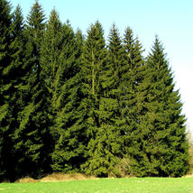 50 Norway Green Spruce Seeds Christmas Trees Picea abies - £5.98 GBP