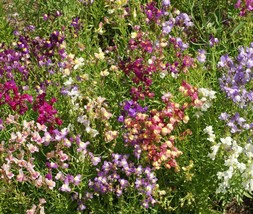 Grow In US Snapdragon Fairy Bouquet Mix Dwarf 814&quot;&quot; Linaria Marroccana 5000 Seed - £5.56 GBP