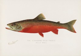 11784.Decor Poster.Room home Wall design art.Fish.Canadian Red Trout.Ichthyology - £12.74 GBP+