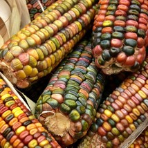 Earth Tones Ornamental Corn Seeds Pastel Colors Rainbow Indian Maize Multicolor  - $7.90