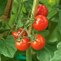 Matt&#39;S Wild Cherry Tomato Organic Gardening USA SELLER - $4.50