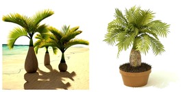Exotic Bottle Palm Seeds, 40PCS/Pack, Bonsai Tropical Ornamental Tree Plants - £16.02 GBP