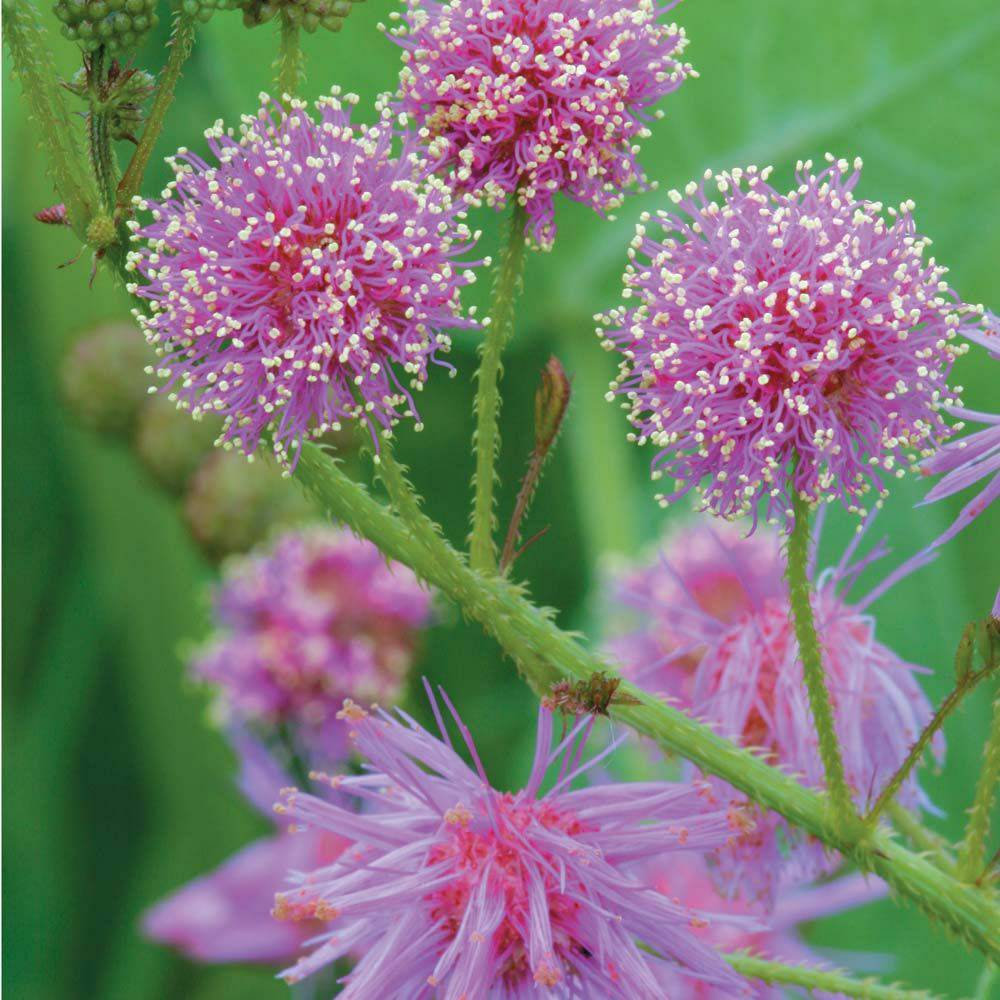 Primary image for Prairie Sensitive Plant ~Mimosa nuttallii~ Sensitive Briar ~ Native Hardy Perenn