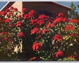 Poinsettie Natale Fiore Bermuda Unp Non Usato Cromo Cartolina K7 - $4.04