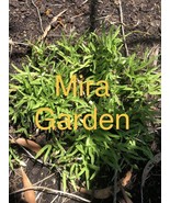 VT 1Kg 2.2 Lbs Rau Muong La Tre Water Spinach Kangkong No Delivery To Fl... - $190.90