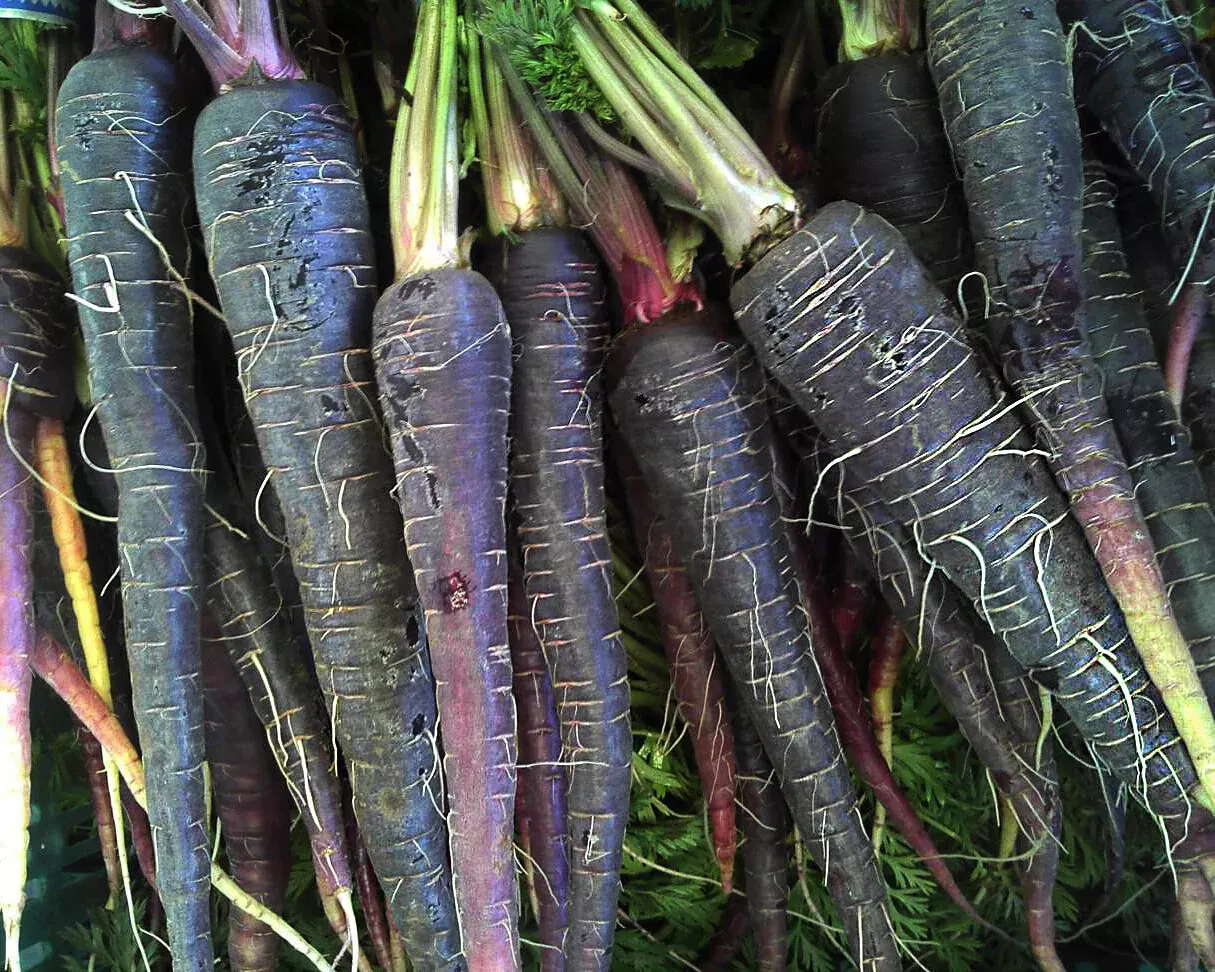 RAFH 200 Black Nebula Carrot Seed Non GMO Deep Purple Antioxidant Heirloom Seeds - £6.79 GBP