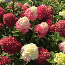 Live Plant Hydrangea &#39;little Lime Punch&#39;, Outdoor Plant, Flower Plant Houseplant - £29.11 GBP