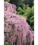 VCS 10 Weeping Higan Cherry Tree Japanese Prunus Subhirtella Pendula Pin... - $293.08 MXN