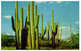Family Group Of Saguaros Cactus Postcard - £5.39 GBP