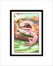 Wood Frog Ink Matted Print, Amphibian, Frog - $24.00