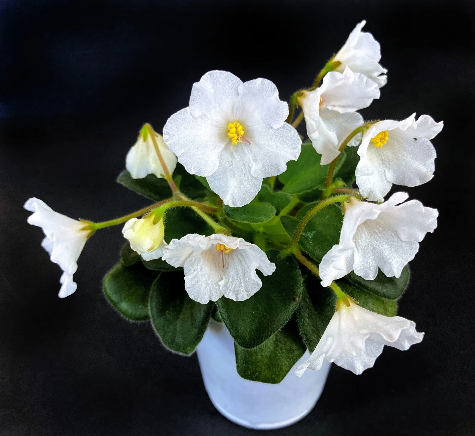 African Violet &#39;Alan&#39;s White Feather&#39;--White Bells! (M)--TWO LEAVES - $30.37