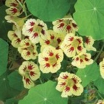 Fresh 50 Orchid Cream Nasturtium Seeds for Garden - €6,88 EUR