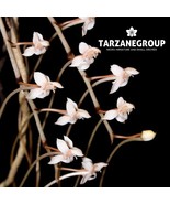 AERANGIS SOMALENSIS SMALL ORCHID MOUNTED - $996.29 MXN