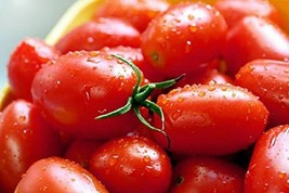 Crovarese Italian Grape Tomato Seeds 100 Ct Vegetable Fresh Garden - $3.98
