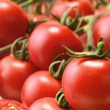 Fresh New Indian Curry Tomato Seeds Organic USA Seller - £3.41 GBP