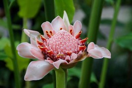 10 Seeds -Pink Flowering Tropical Ginger- Etlingera elatior - $5.99