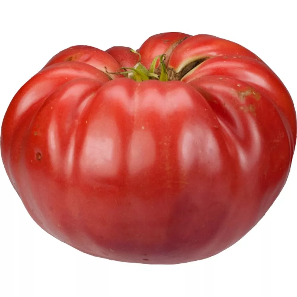 Giant Belgium Beefsteak 25 Fresh Seeds Buy or more varieties - $4.55