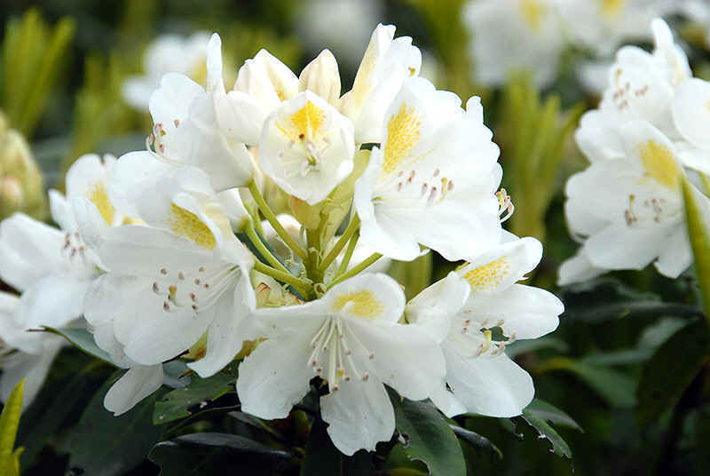 Rhododendron Catawbiense Alba White Catawba Rhododendron 5 seeds Fresh G... - $17.96