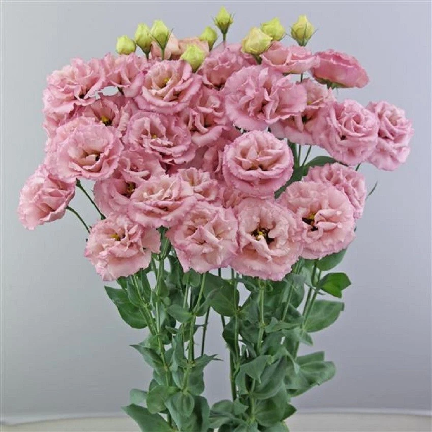 Flower Seeds Lisianthus Seeds Celeb Raspberry 25 Pelleted Seeds Cut Flower - $21.61