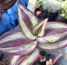 3 Cuttings succulents Tradescantia Variegated purple silver Wandering Jew - £16.15 GBP