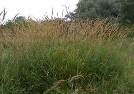 Phalaris Arundinacea Native Ornamental Grass 5 seeds Fresh Gardening - $337.12 MXN
