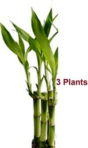 VP 3 Live Lucky Bamboo Indoor 8&quot; Feng Shui Bamboo Plant   - £14.73 GBP